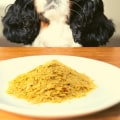 Is Nutritional Yeast Safe for Dogs to Eat?